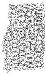 Anoectangium aestivum, mid laminal cells, at margin. Drawn from W. Martin s.n., s.d., 17 Apr. 1950, CHR 566191.
 Image: R.D. Seppelt © R.D.Seppelt All rights reserved